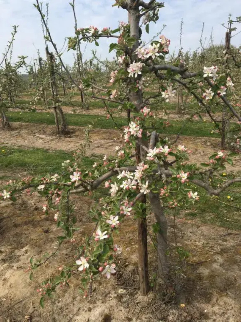 Little Orchard Cottage