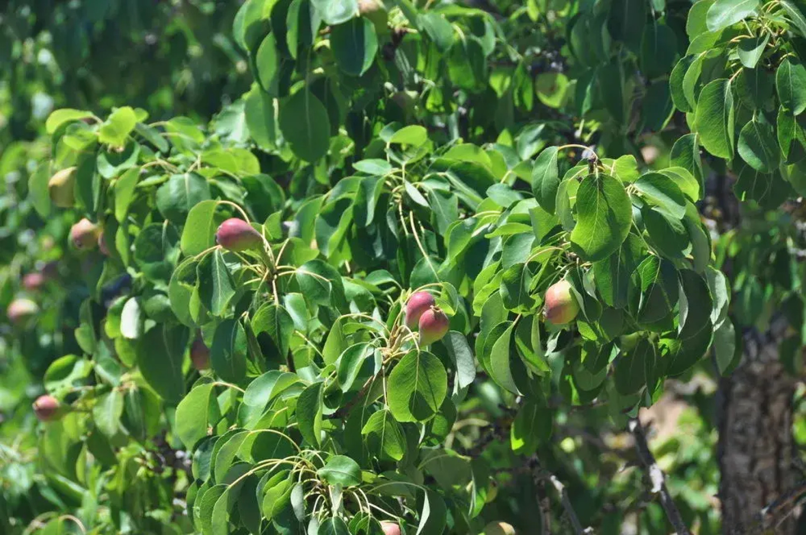 Sa Campaneta Agroturismo