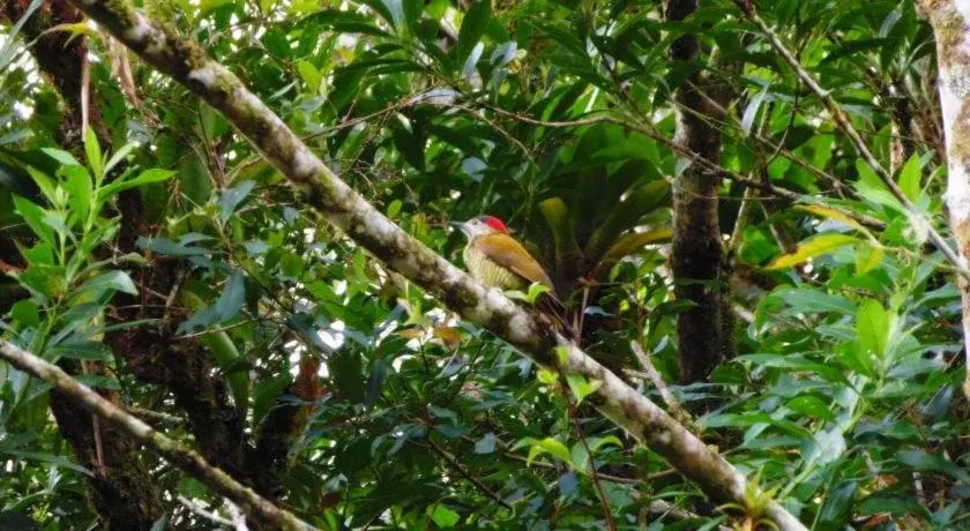 Bosque de Paz