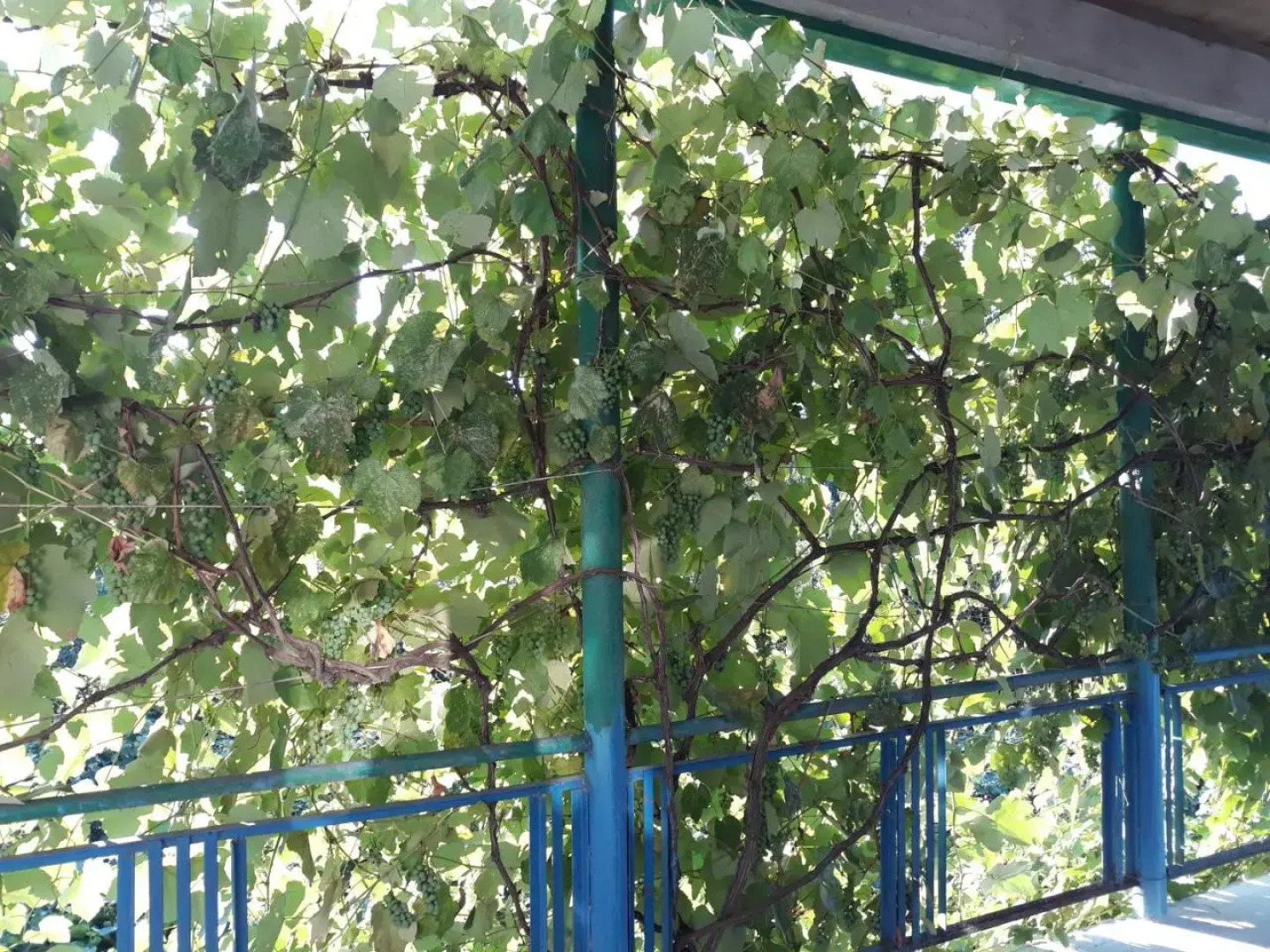 Malkhazi's Guesthouse