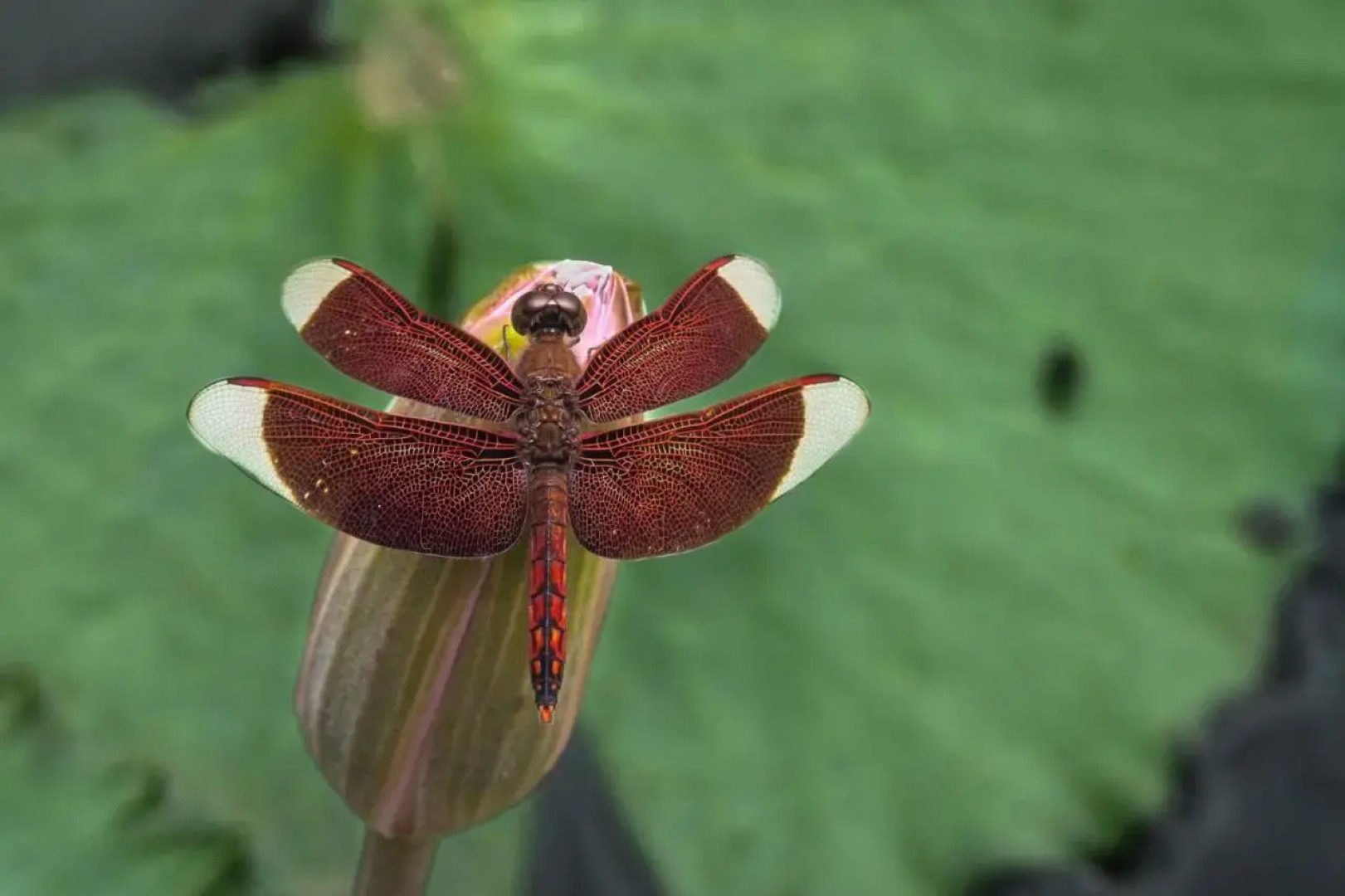 Villa Uma Ayu Sidemen