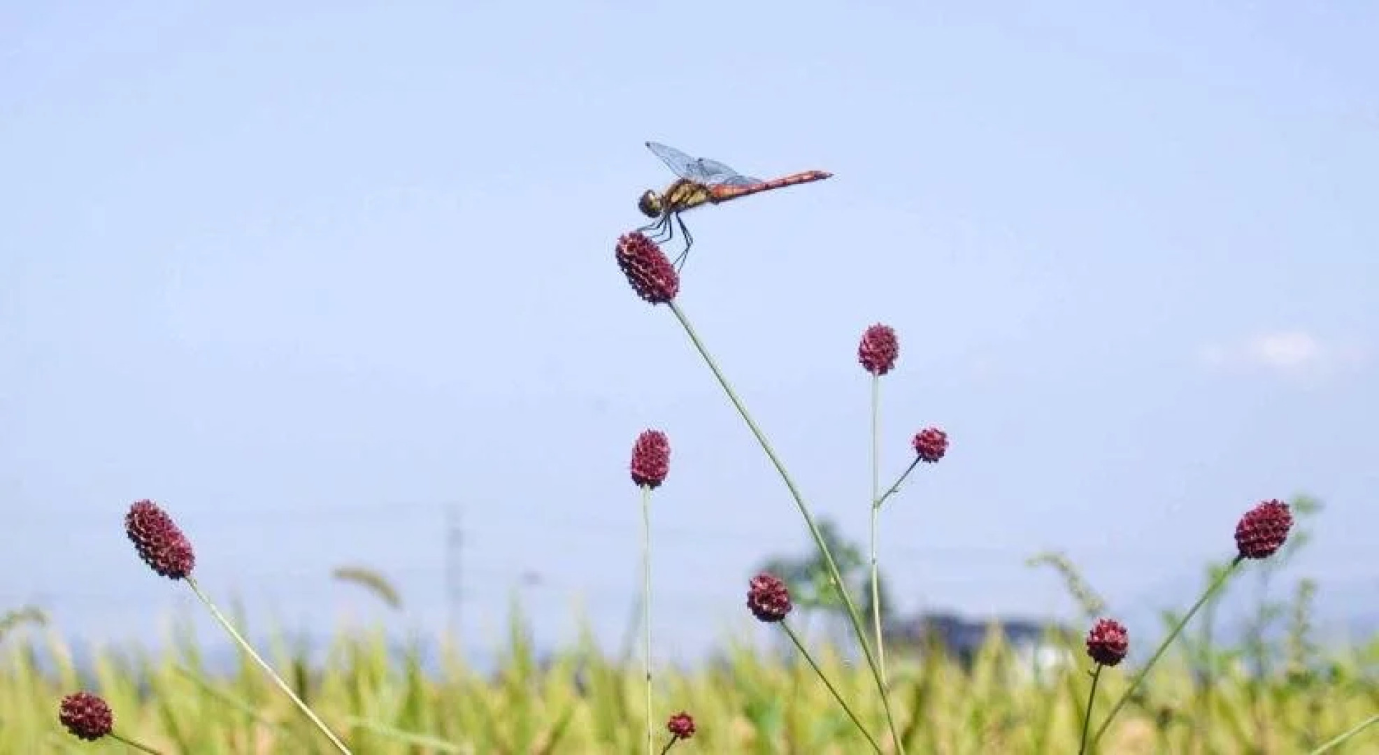 Canadian Loghouse Inn Azumino Yujin