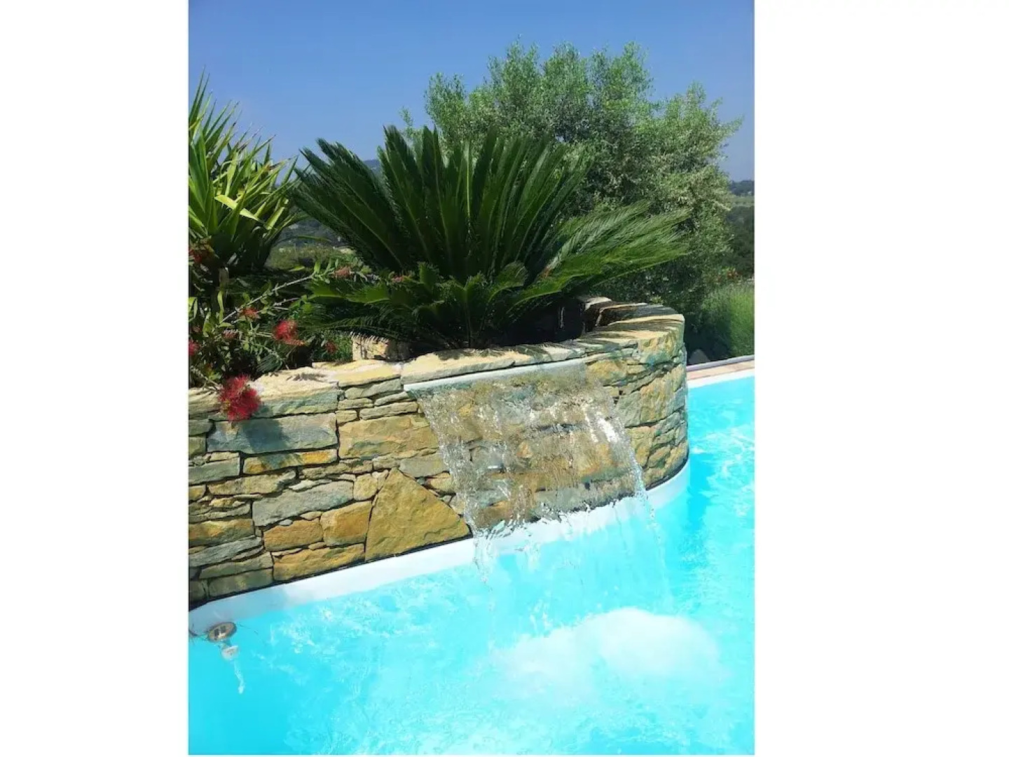 La Cigale sous l'olivier