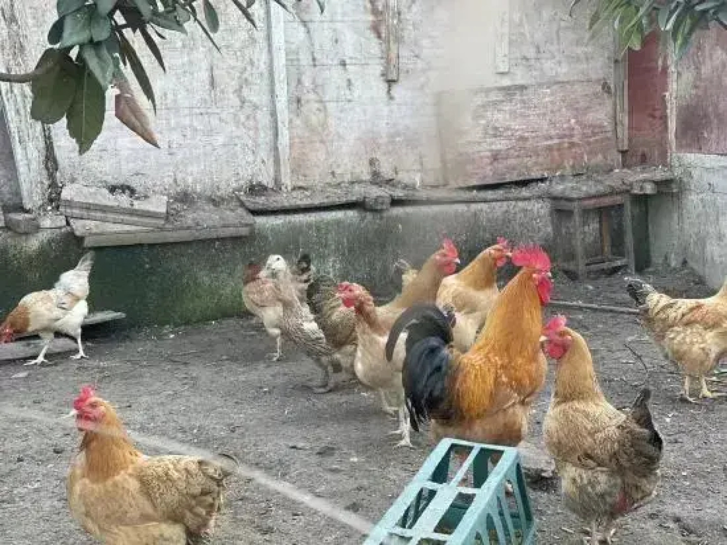 Zhaizhuang Gate Homestay (OMG Heartbeat Paradise)