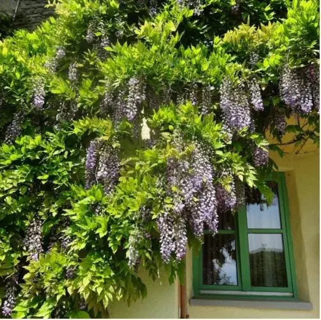 Agriturismo Verdita