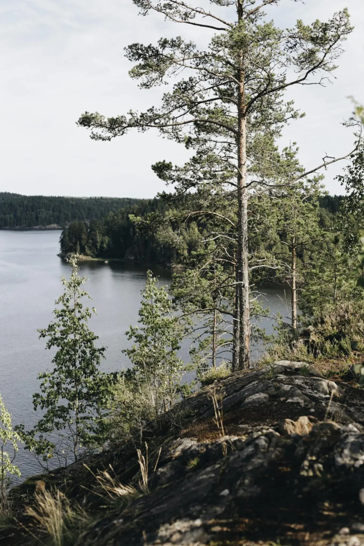 Вили Улей Карелия