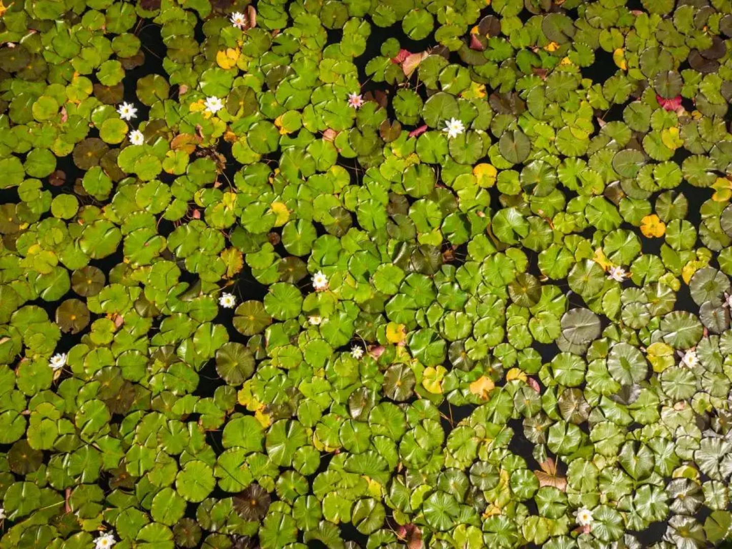 Wellness Landhaus PARTH