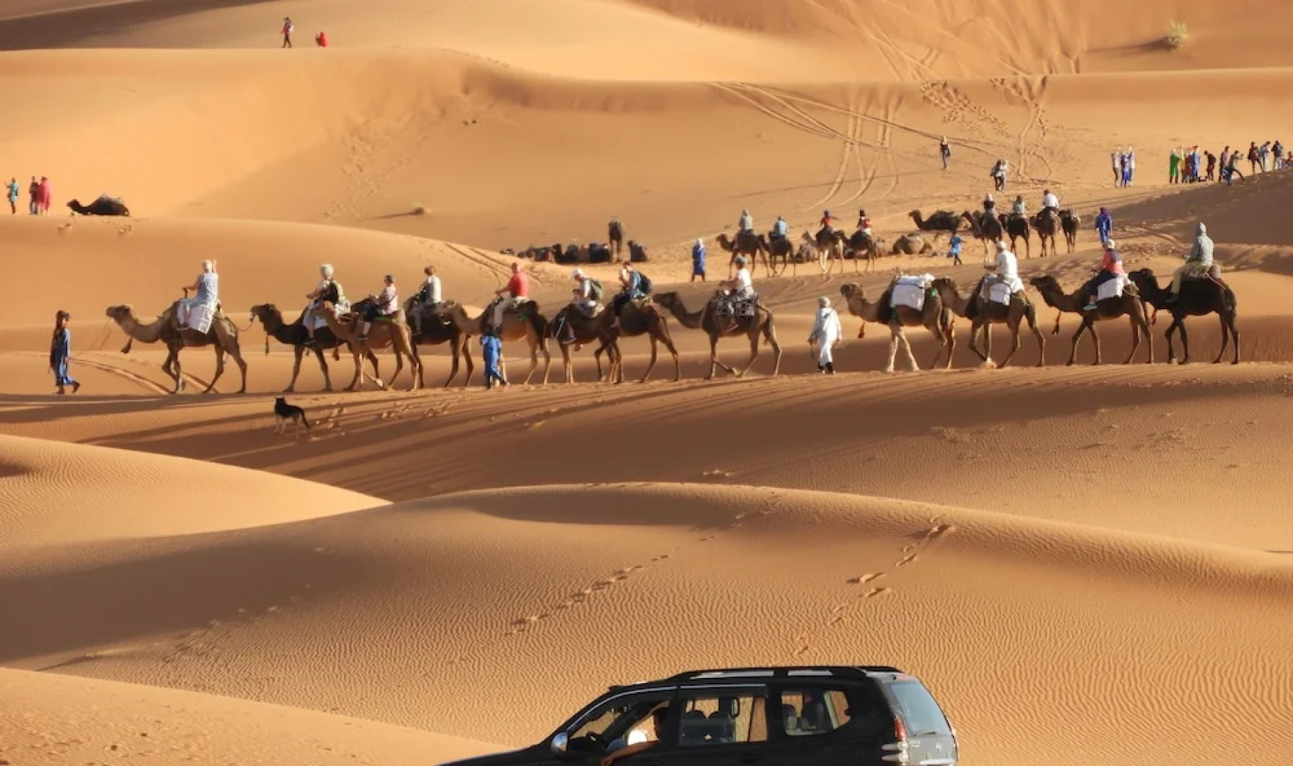 Sahara Camel Trips