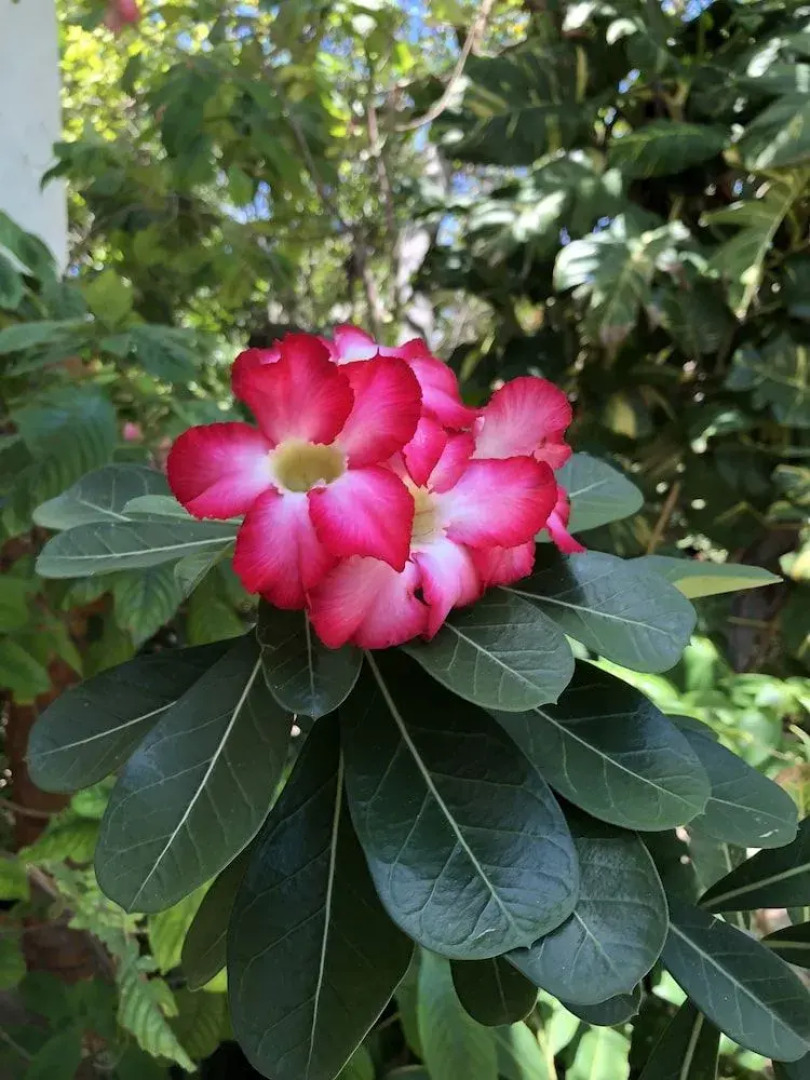 Pousada Morada do Sol