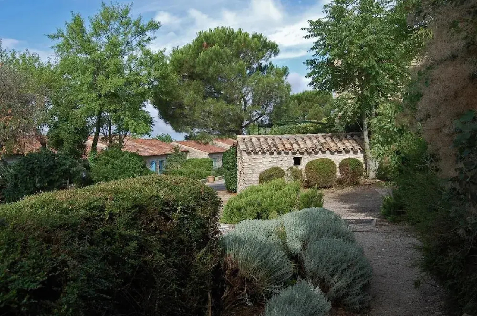 Cyprès du Paradis à Gordes