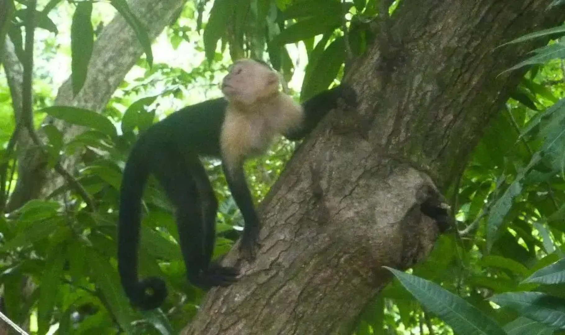 Boho lodge Montezuma l&l