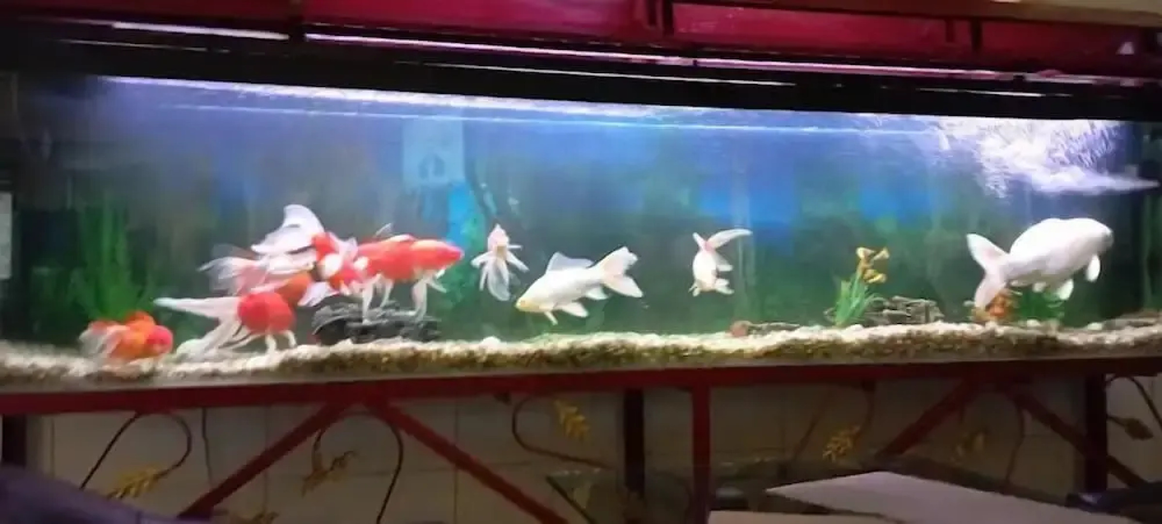 Red Onion Hotel & Restaurant