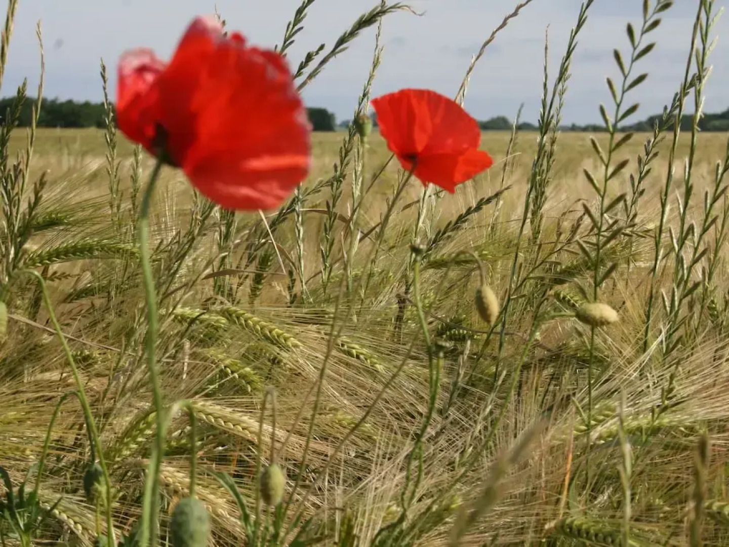 Quaint Holiday Home in Kropelin Germany with Sauna