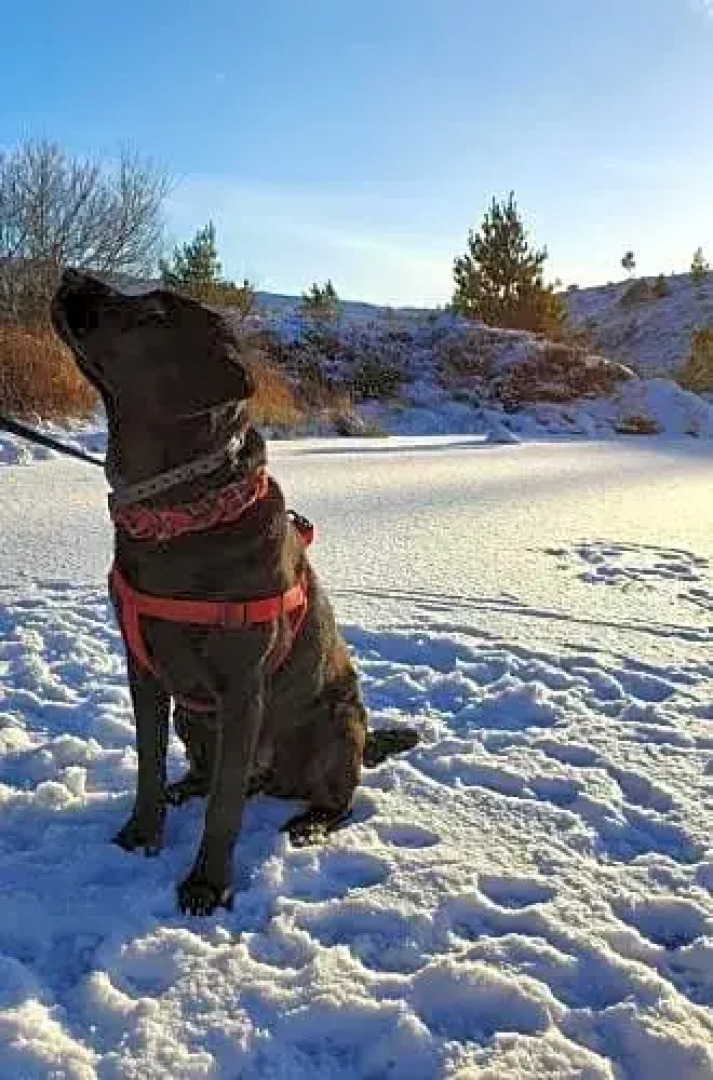 Willie Jack's Cottage B&B, Near NC500