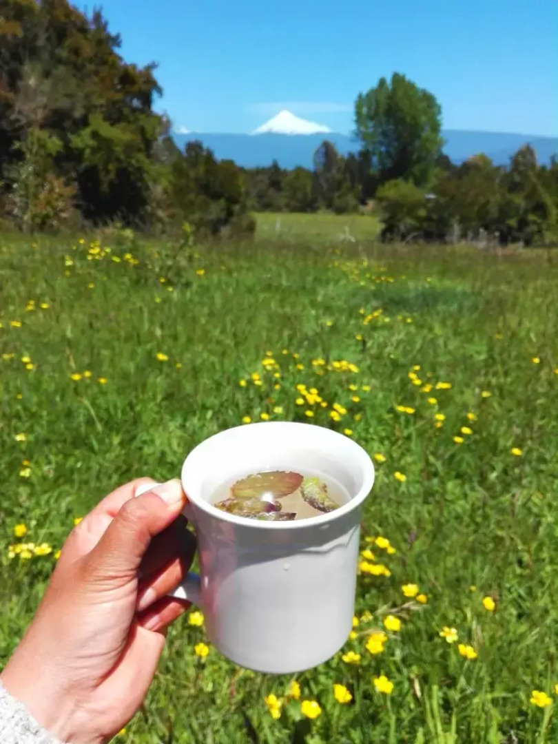 Yurt in Puyehue with Volcano Views
