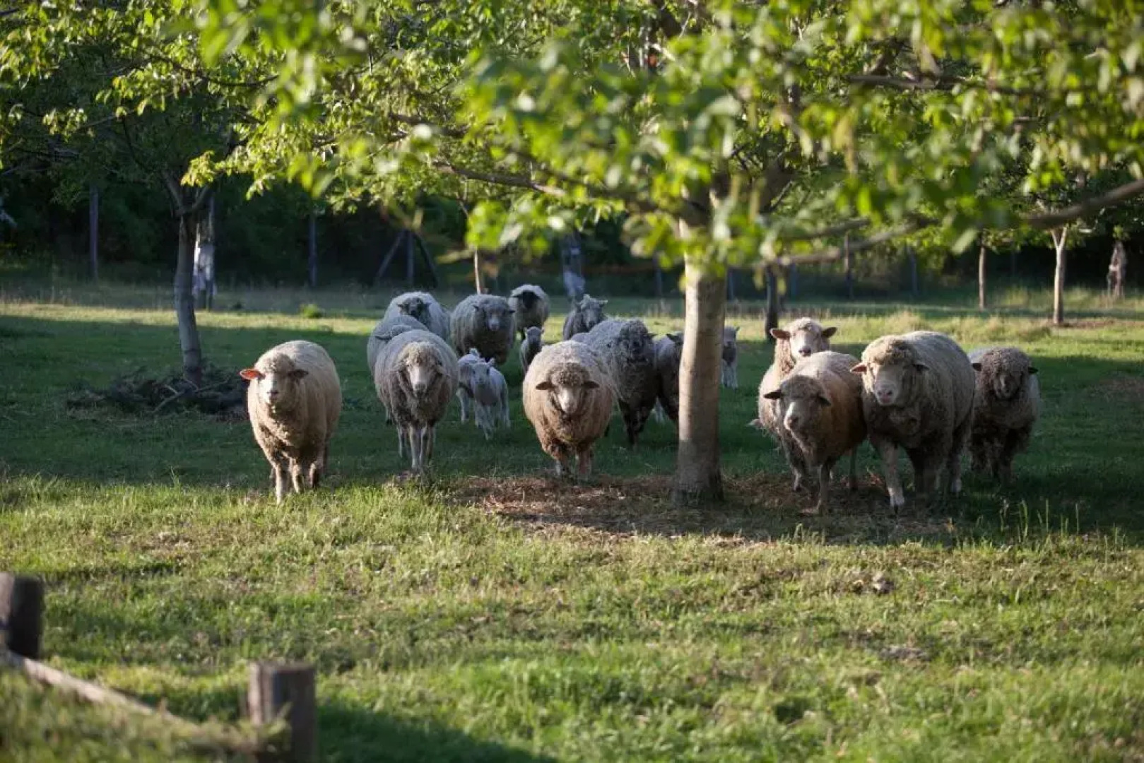 Dióliget - Zöld Dió Házikó