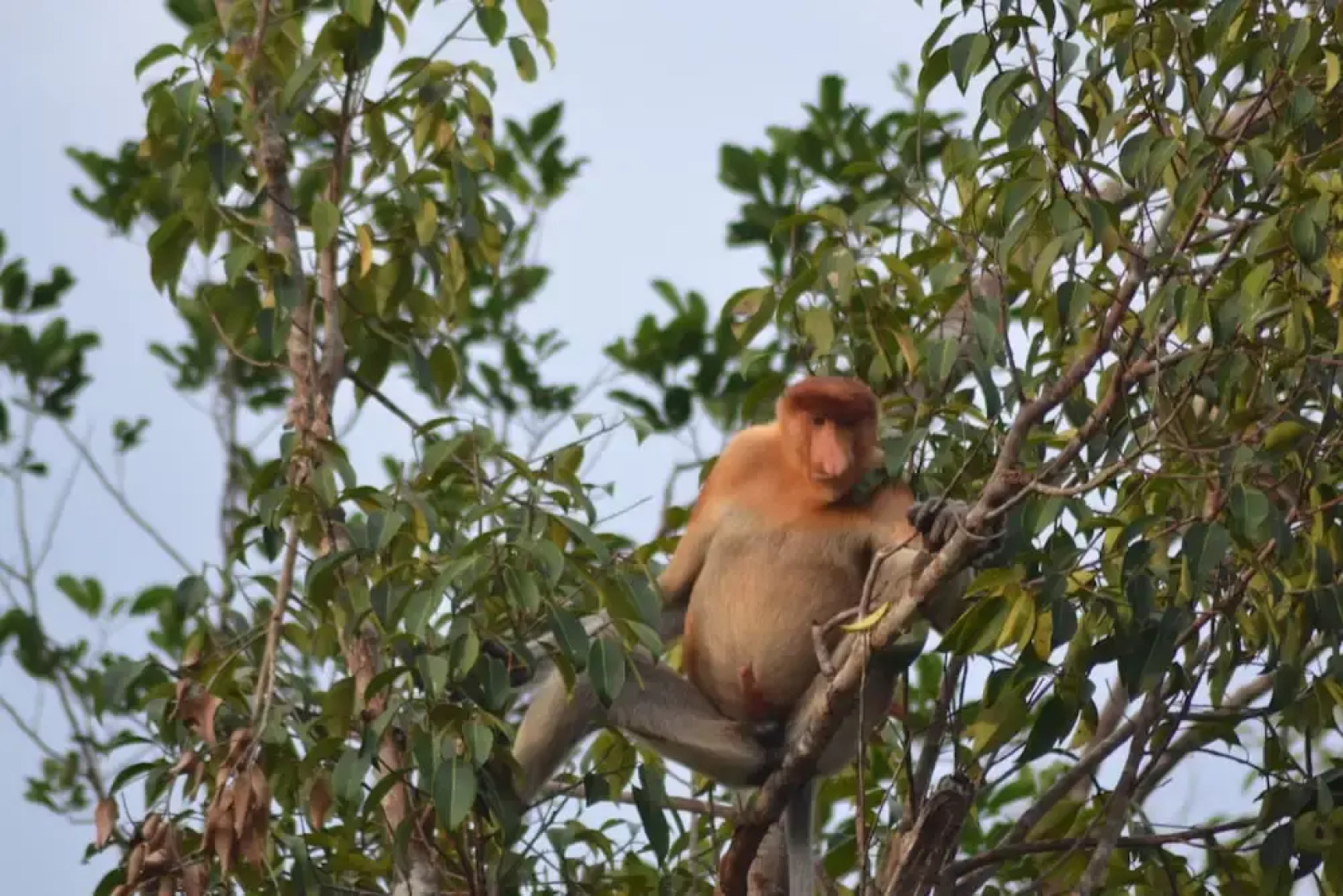 Houseboat Bee Kelotok