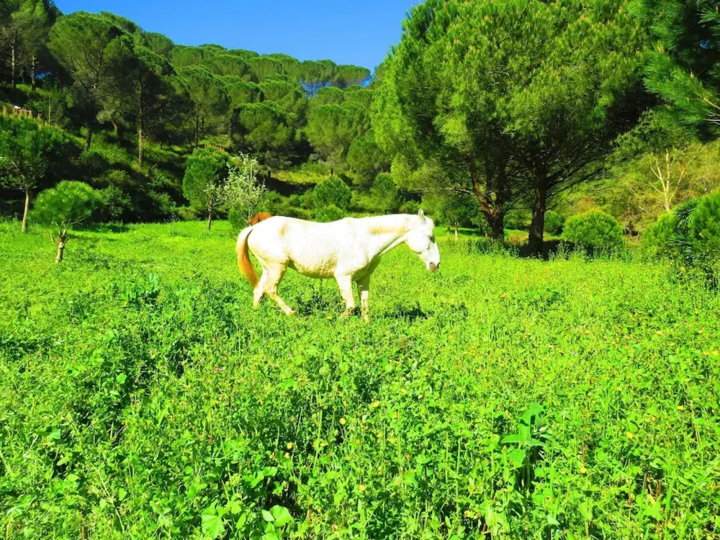 House With one Bedroom in Porto de Mós, With Wonderful Lake View, Pool
