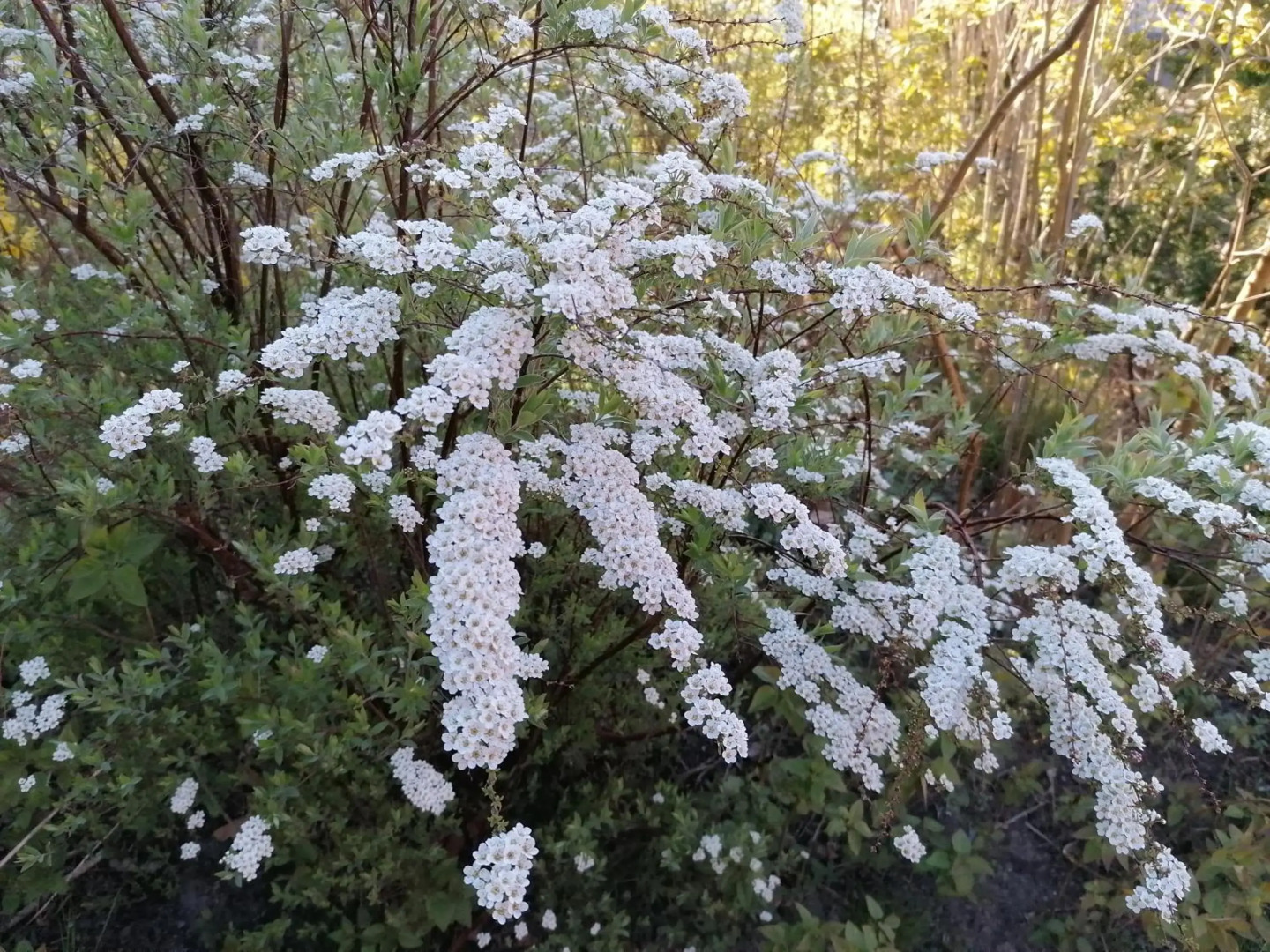 Pension Haus Anneliese