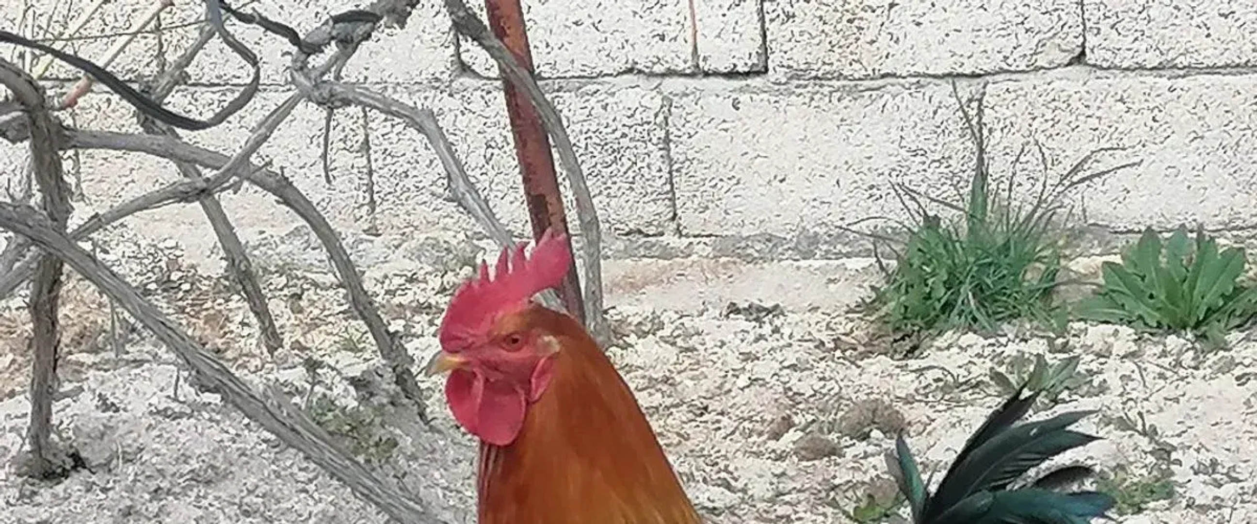 Kapadokya Hatice Ana Tatil Evi