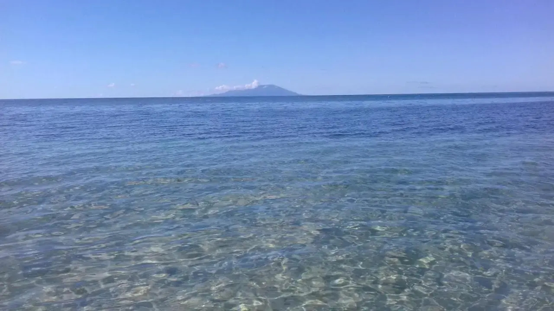 Palm View