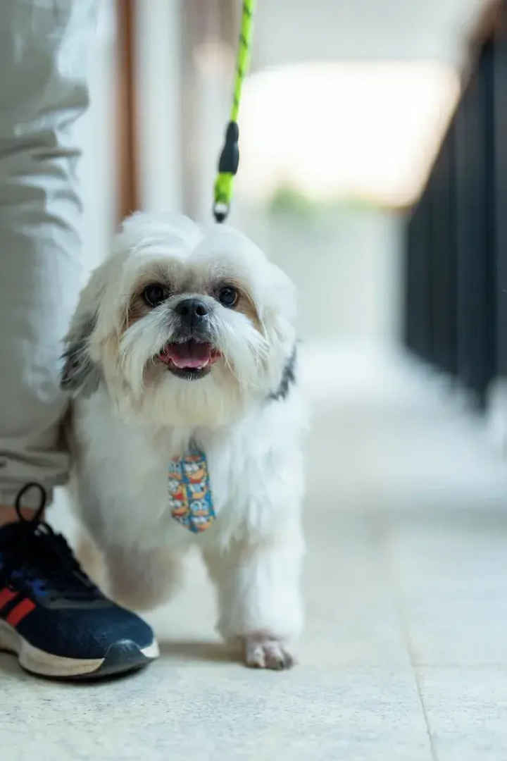 Pyrenéus Residence - Gav Resorts