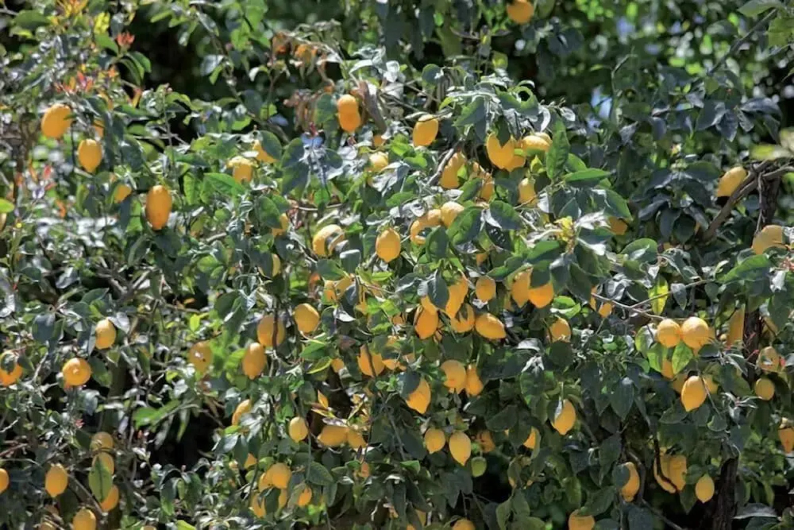 Agriturismo Il Convento