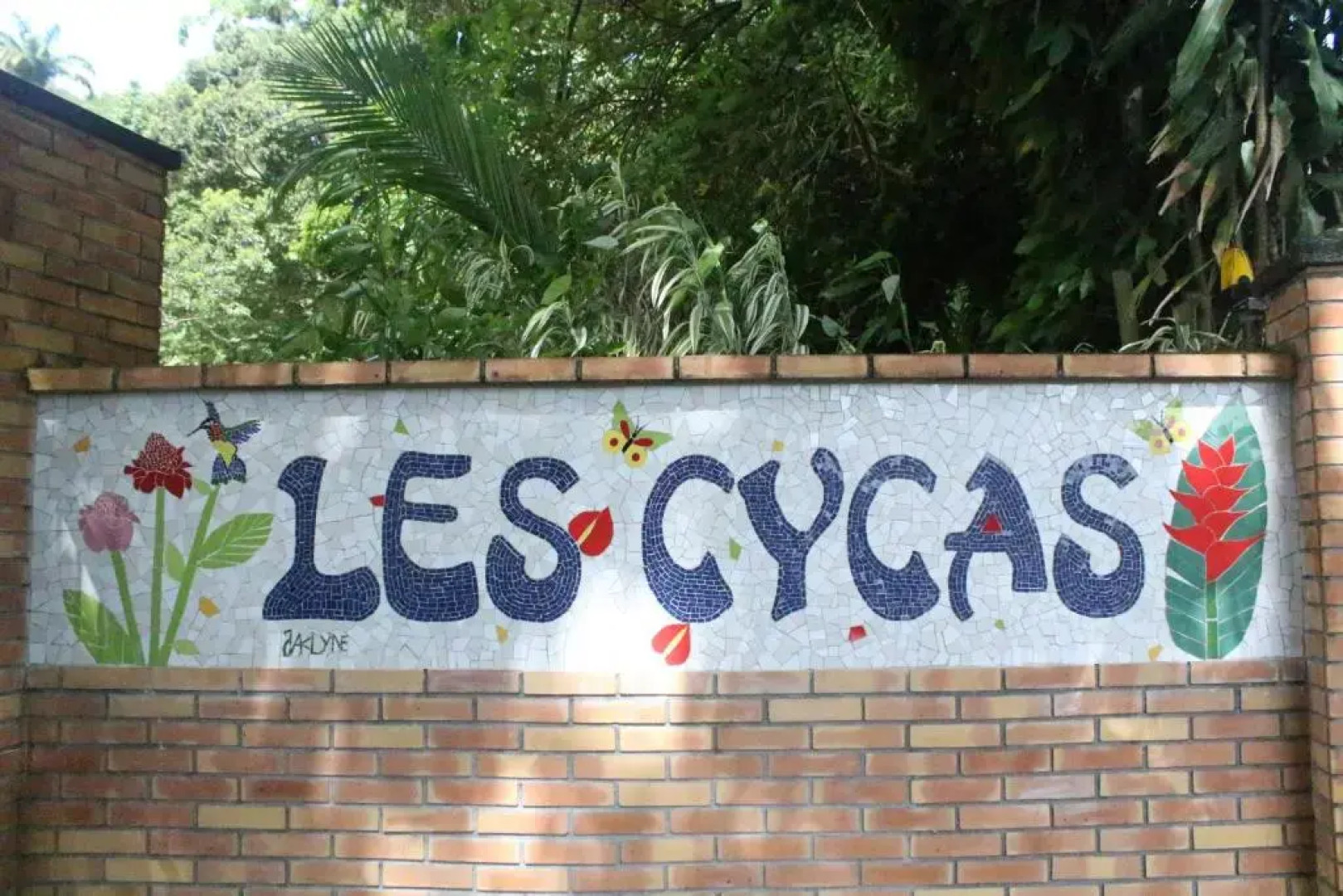 Les Cycas