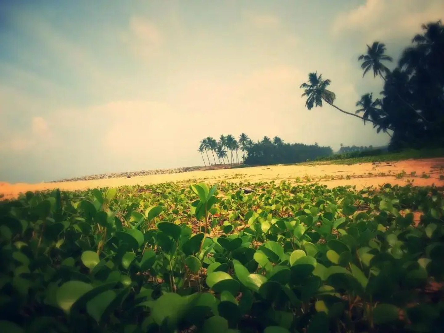 M R Beach & Cottages