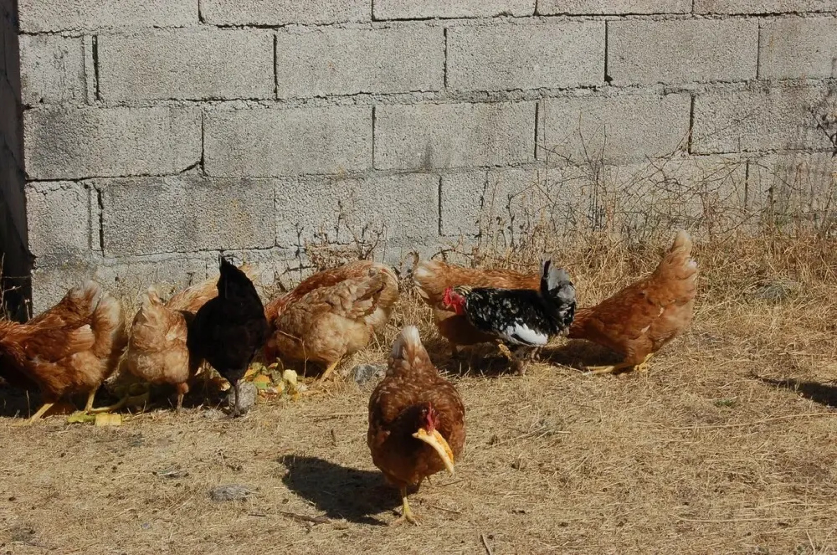 House With 4 Bedrooms in Vila Fernando, With Wonderful Mountain View, Pool Access, Furnished Garden