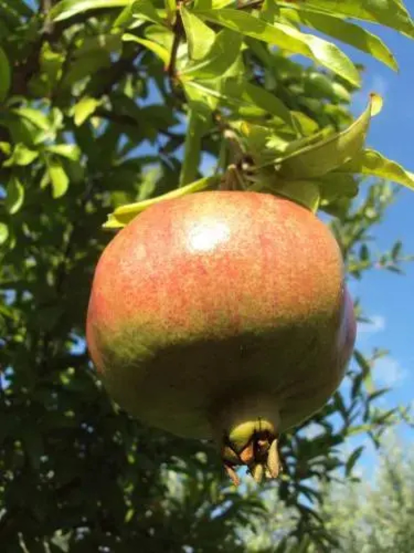 Guest House Garni Mimosa