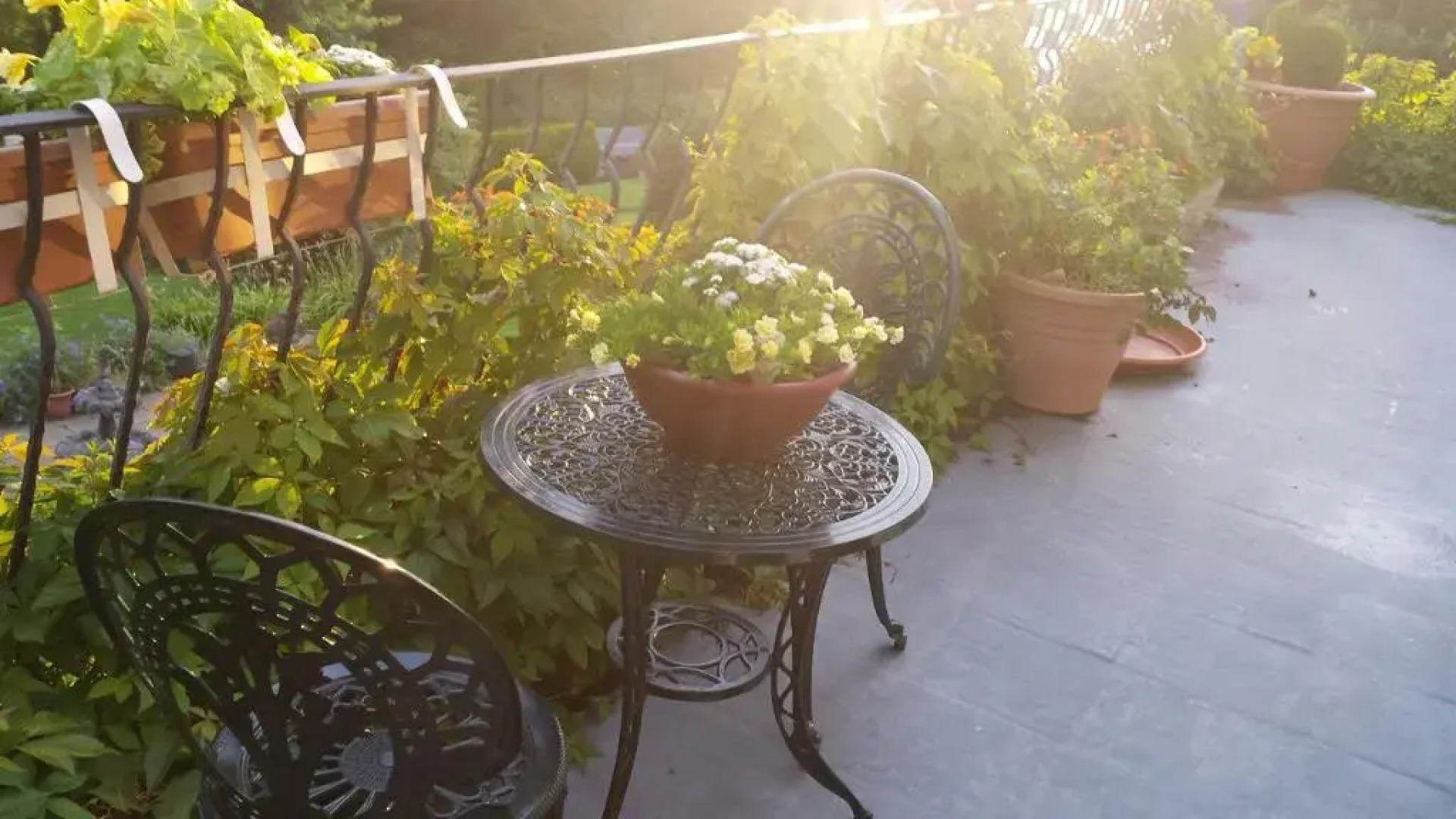 Clones 'Greenjoy - B&B