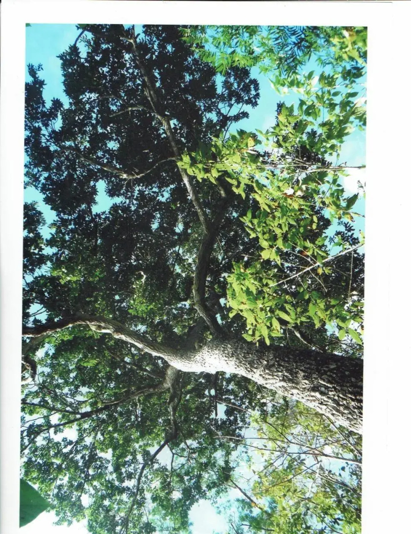 Posada Los Reyecitos