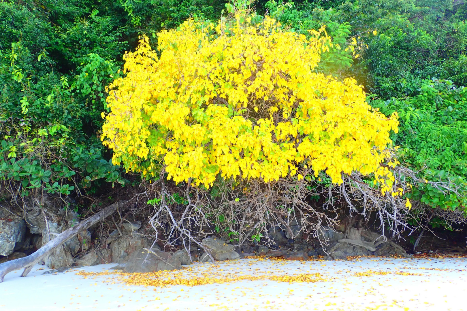 Victoria Cliff Nyaung Oo Phee Island