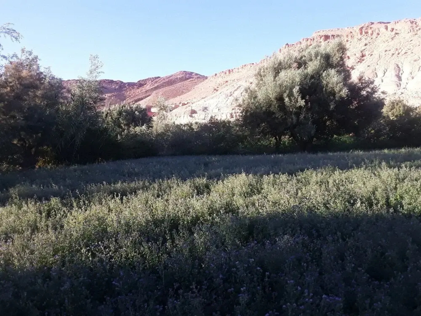 Auberge Tifaoute Kasbah