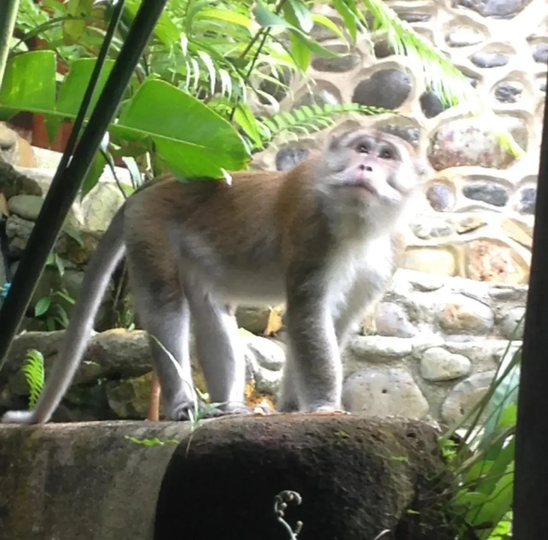 Kupu Kupu Garden Guest House & Cafe