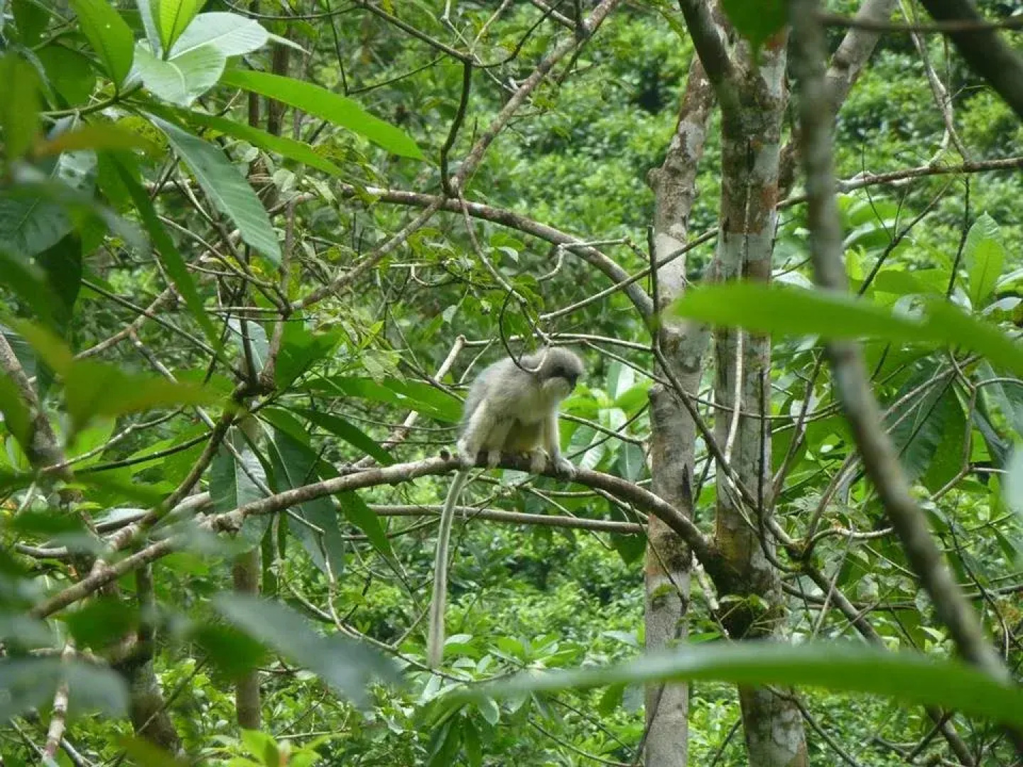 Sinharaja Adventure Resort