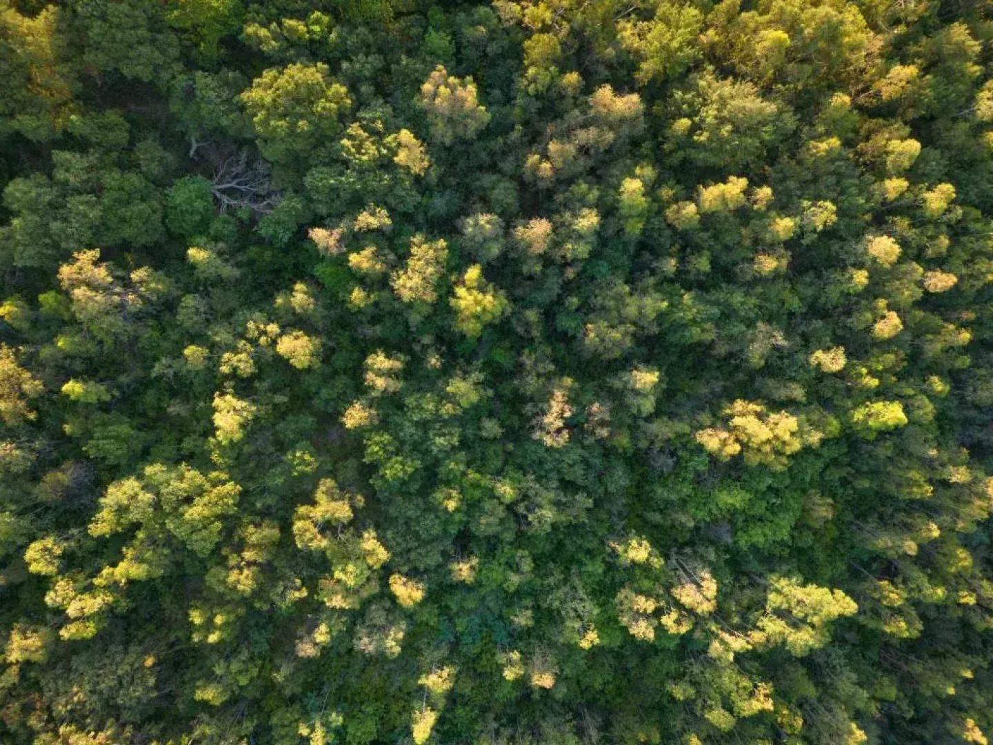 HANG LOOSE COTTAGE Hotel Resort 4 stelle Gizzeria Calabria