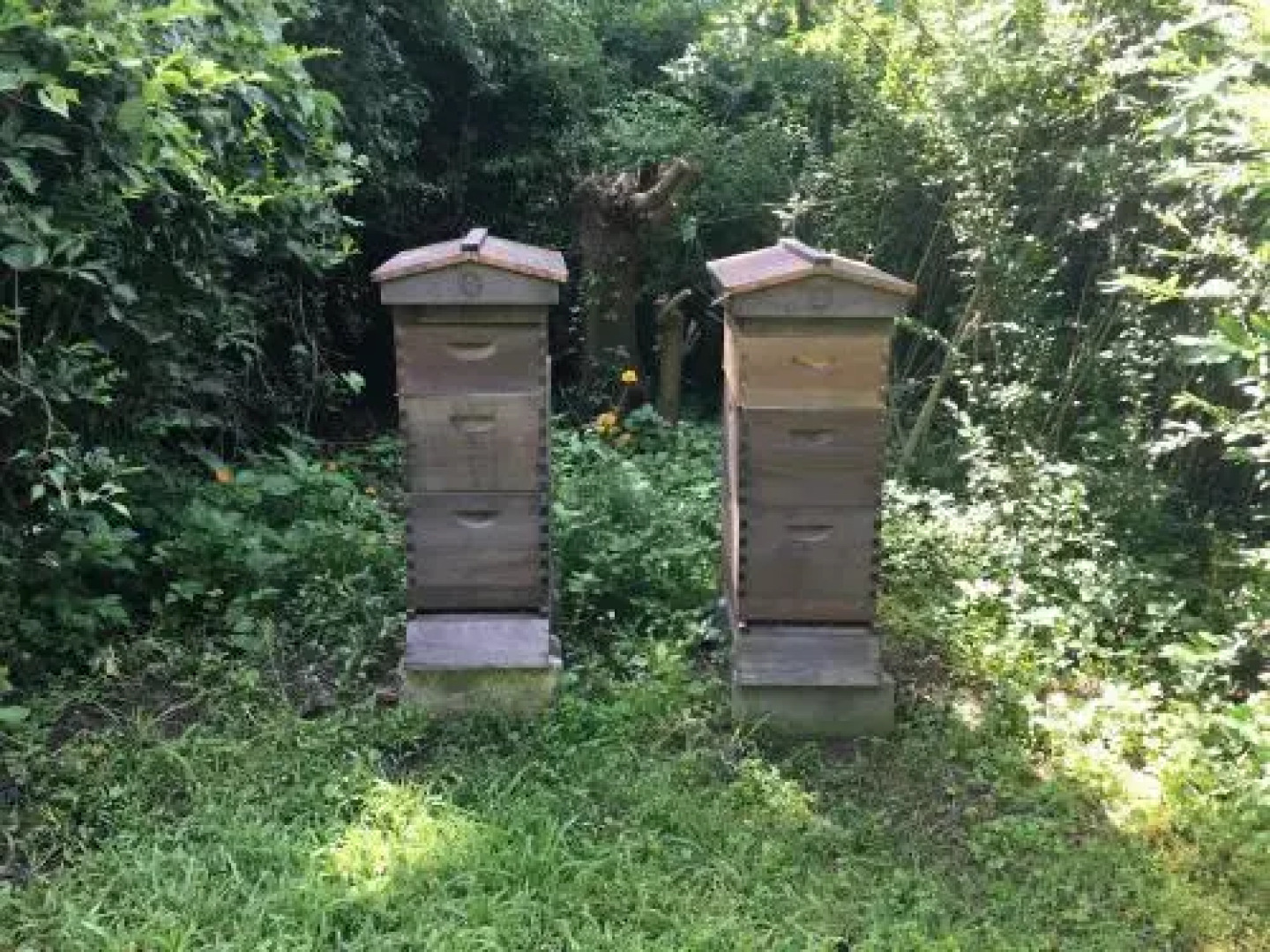 The Renwick Clifton House