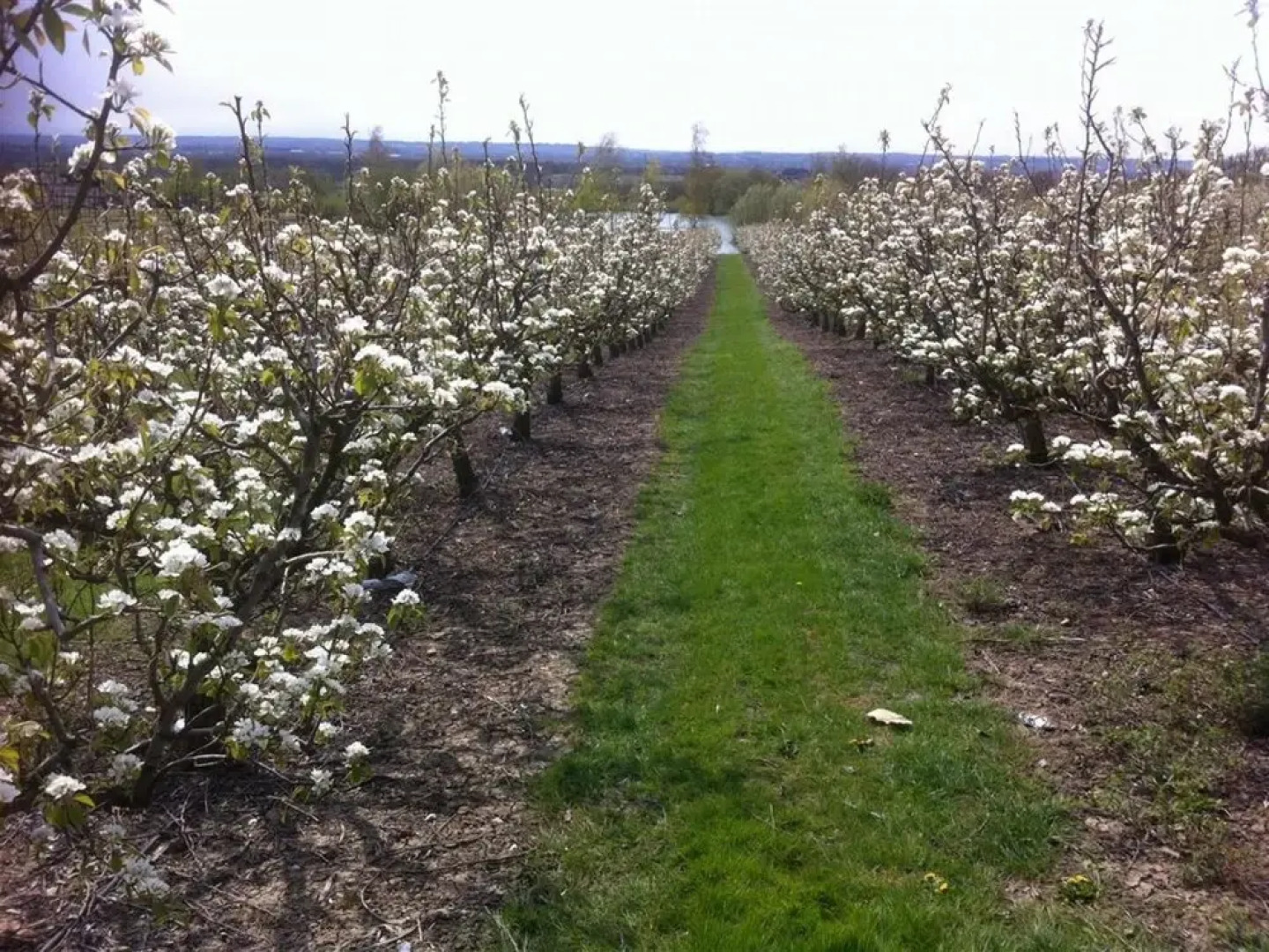 Serene Holiday Home in Linton With Private Swimming Pool