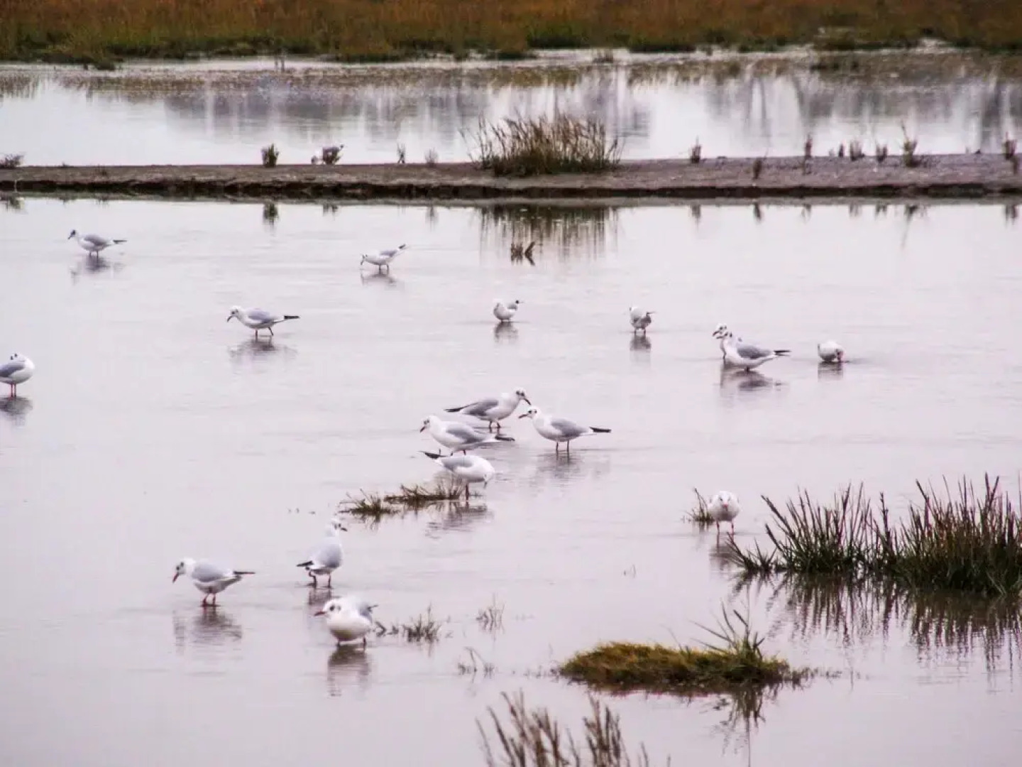 Deichhaus K Stenwind Butjadingen