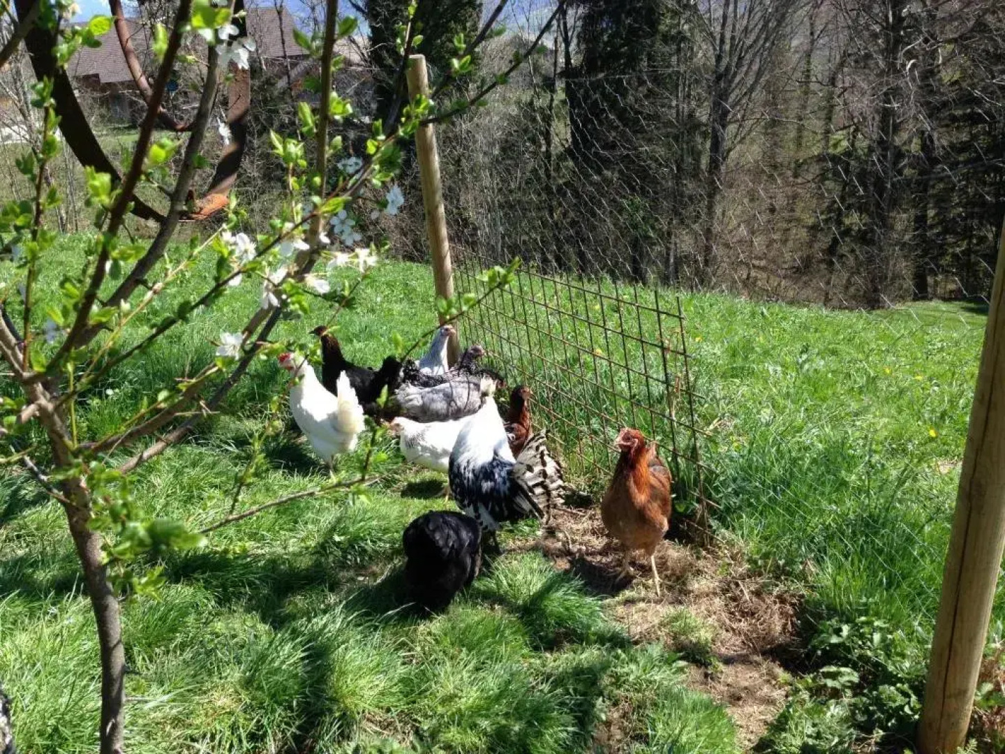 Apartments Wälderhaus