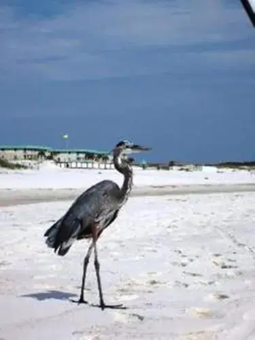 Gulf Shores 1353
