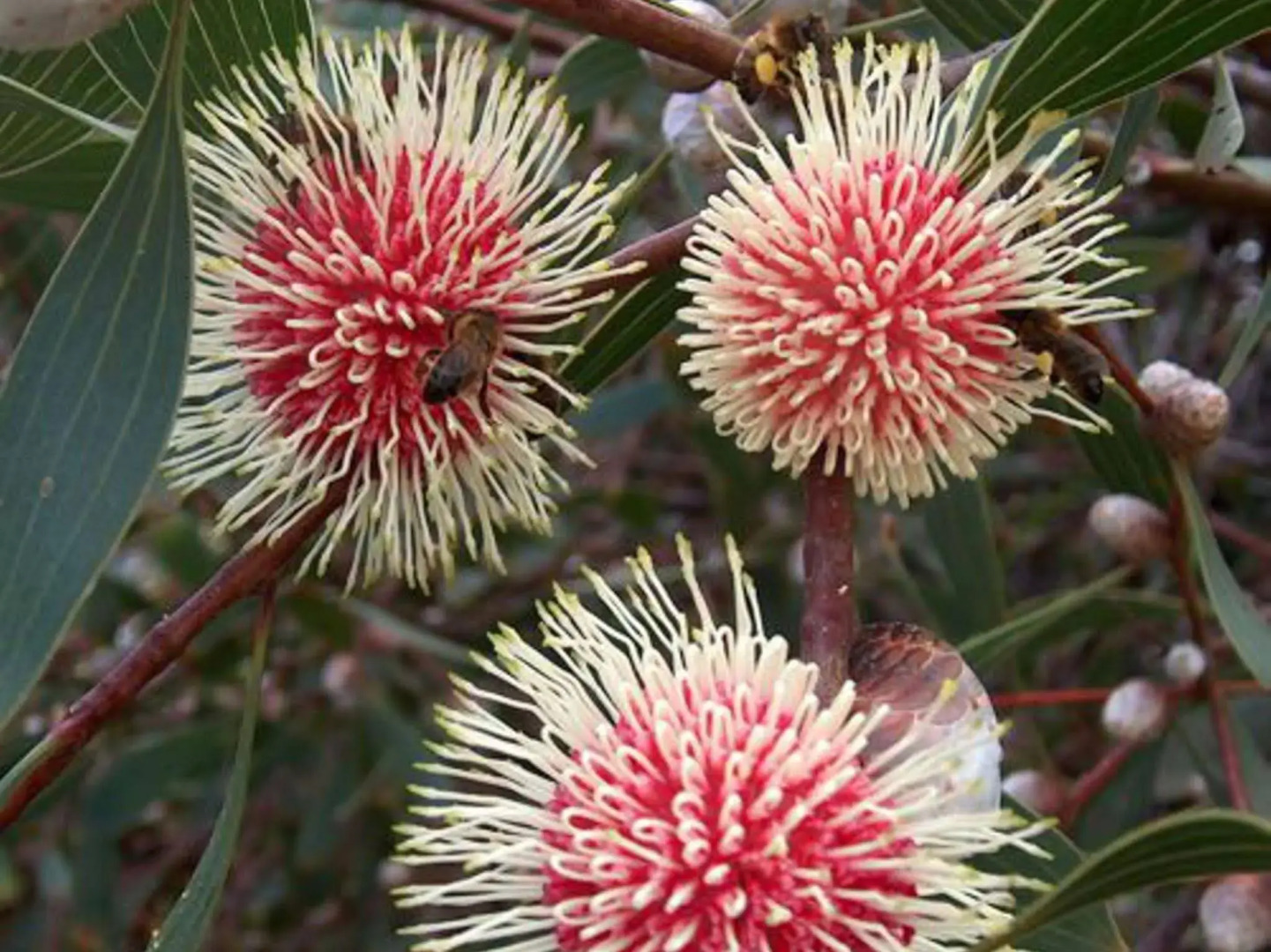 Tennessee Hill Chalets