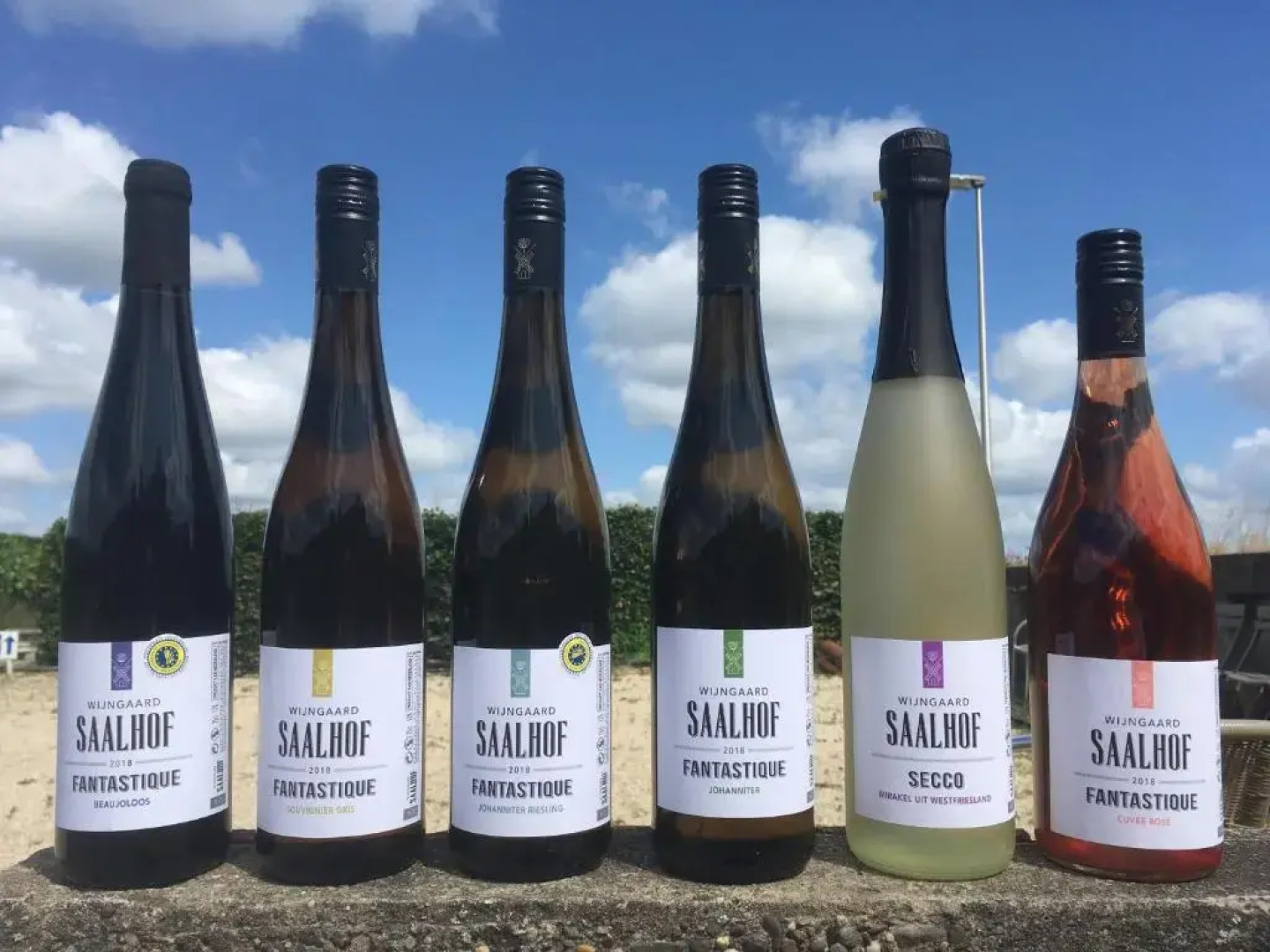 Wijngaard Saalhof