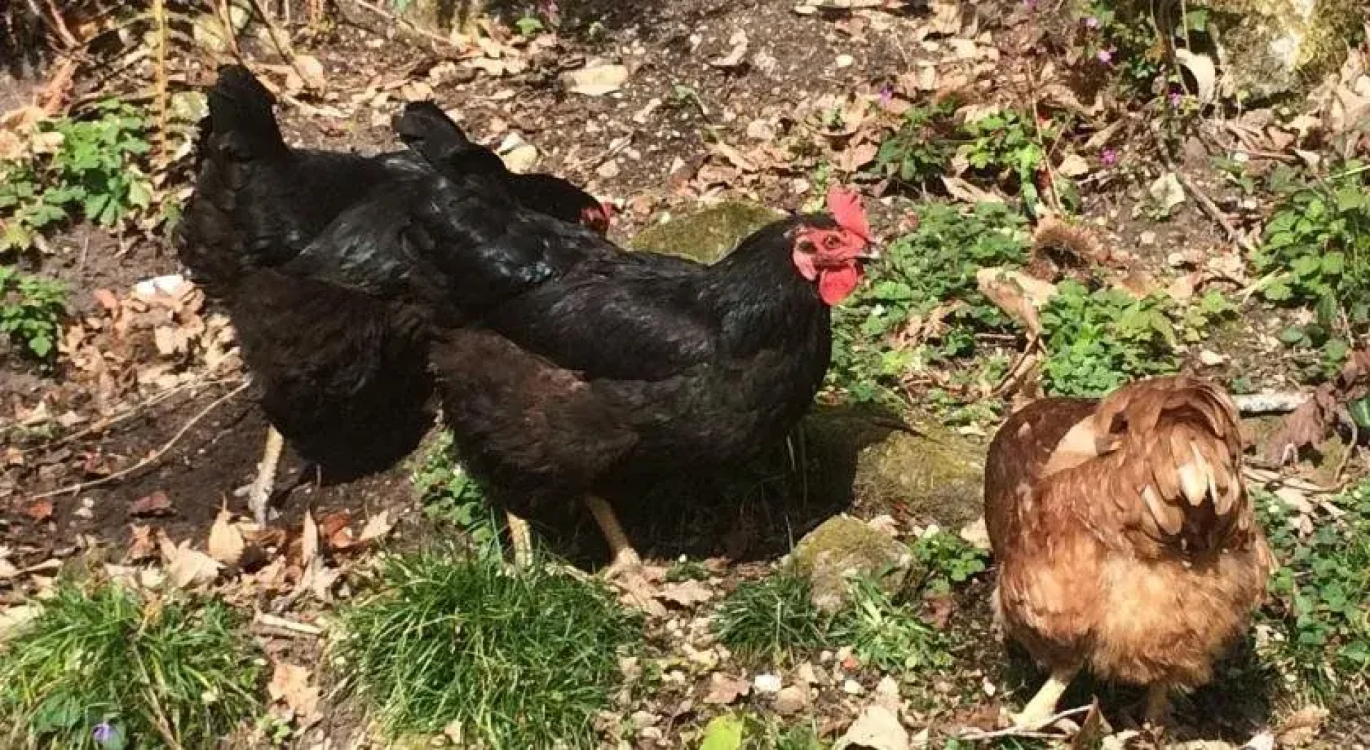 Hotel Rural La Tahona de Besnes