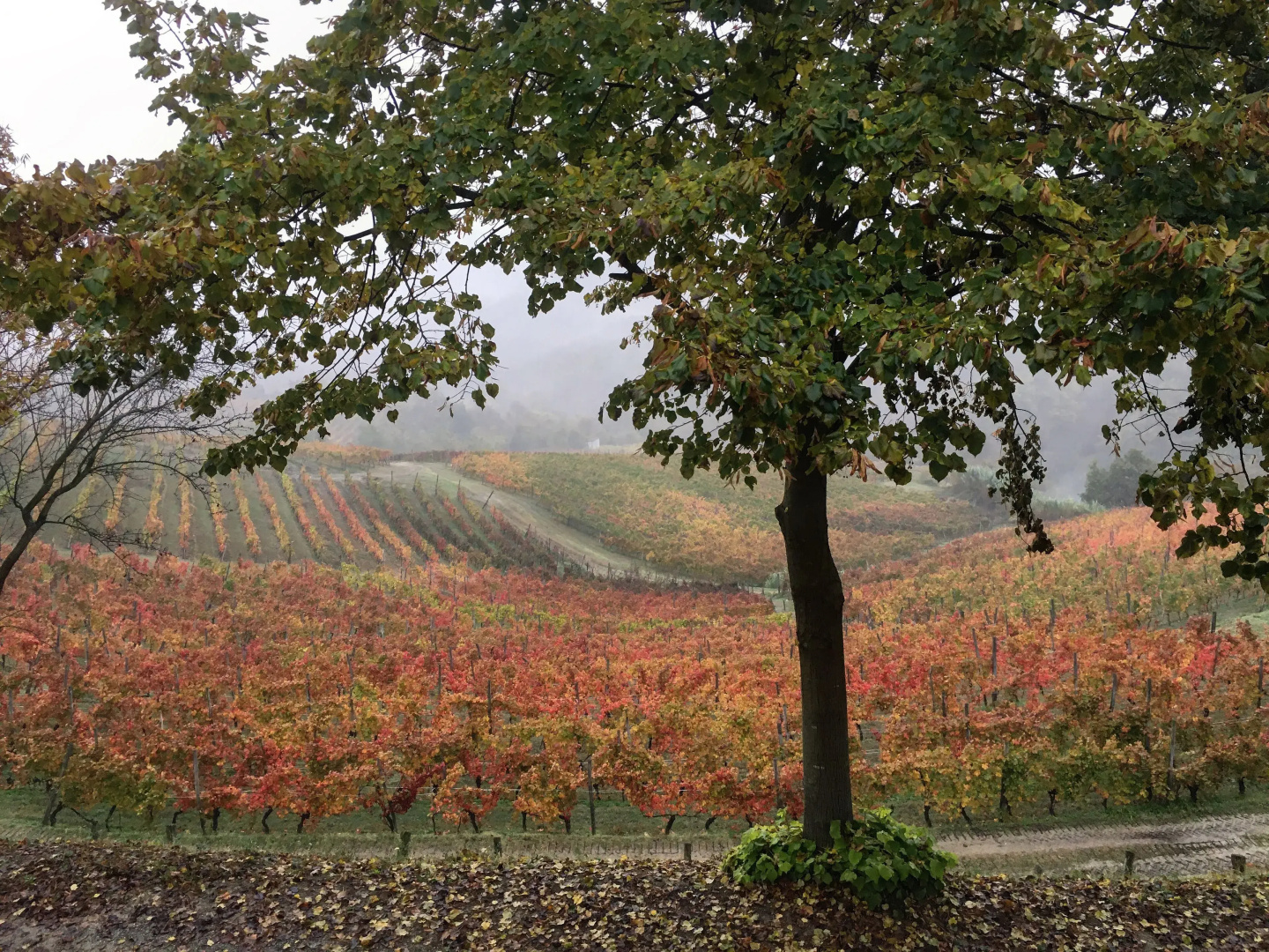 Cascina Bertolotto Wine Resort.