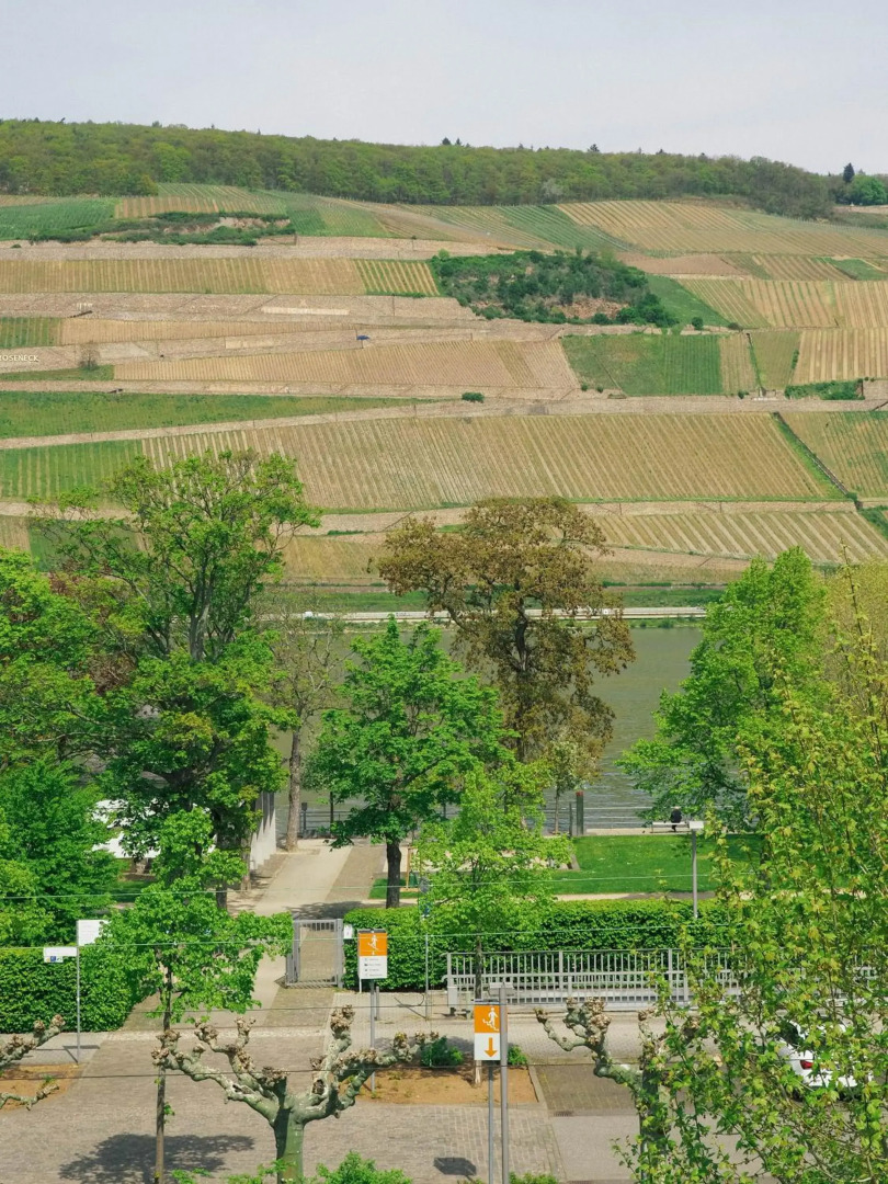 Rheinufer am Hindenburgpark