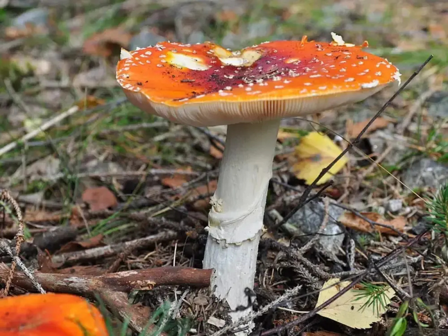 6 Person Holiday Home in Kopparberg-by Traum