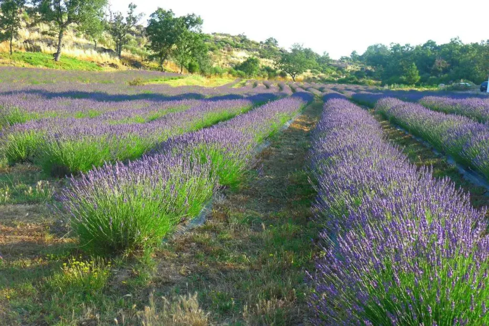 Quinta das Lavandas